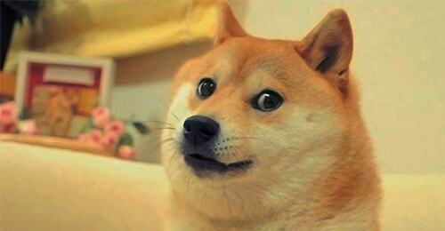 The doge that started the meme